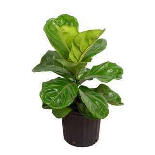 A green fiddle leaf fig plant in a black pot