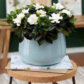 Best indoor plants: Gardenia