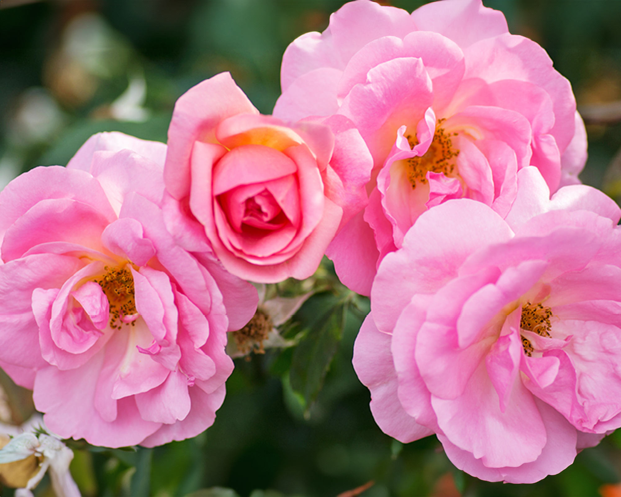Peachy Knock Out rose