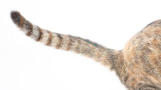 A close up photo of a cat's tail