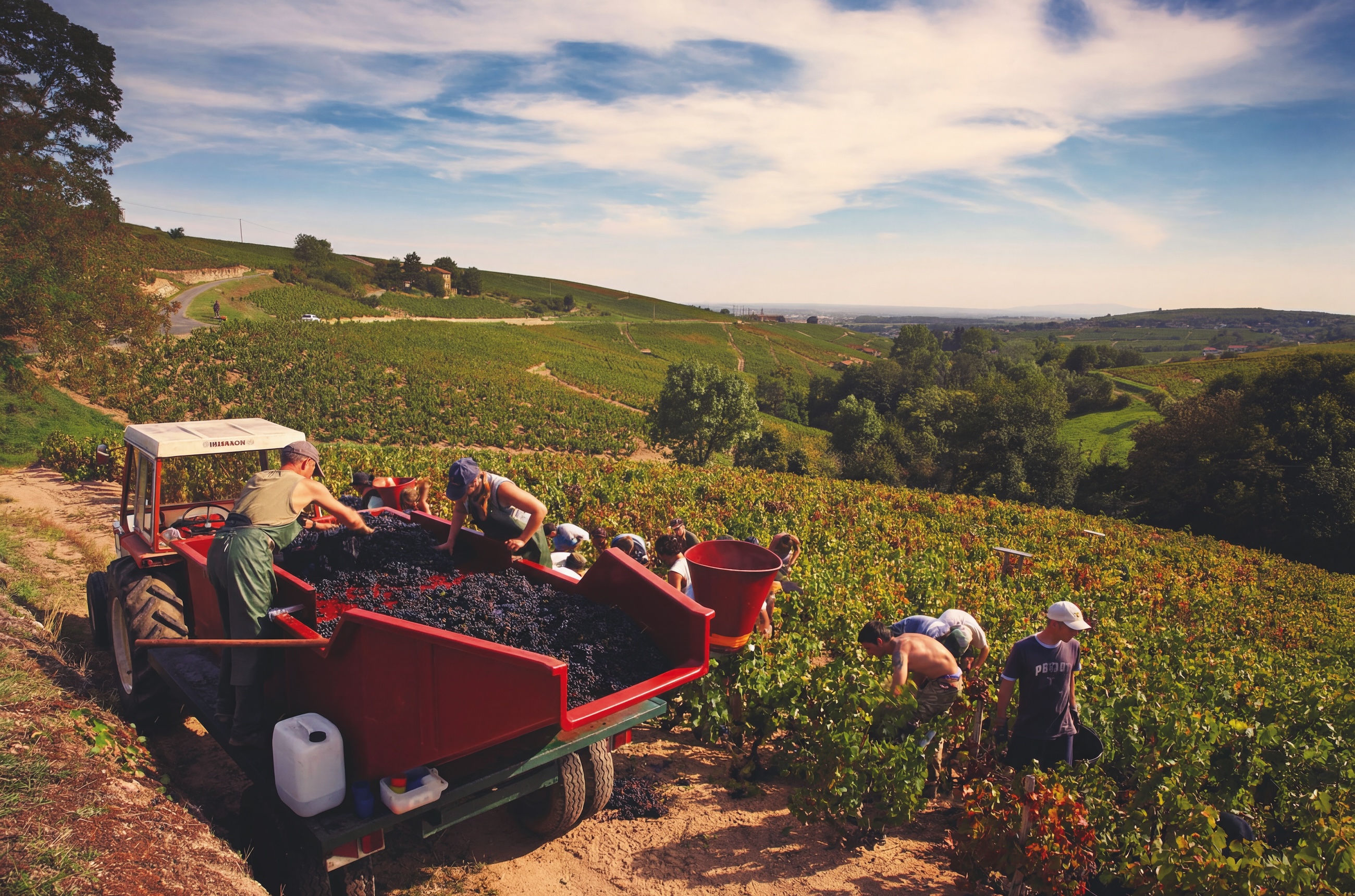 harvesters in Chiroubles