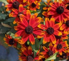 red and orange rudbeckia