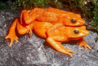 scarlet-frog-100812-02