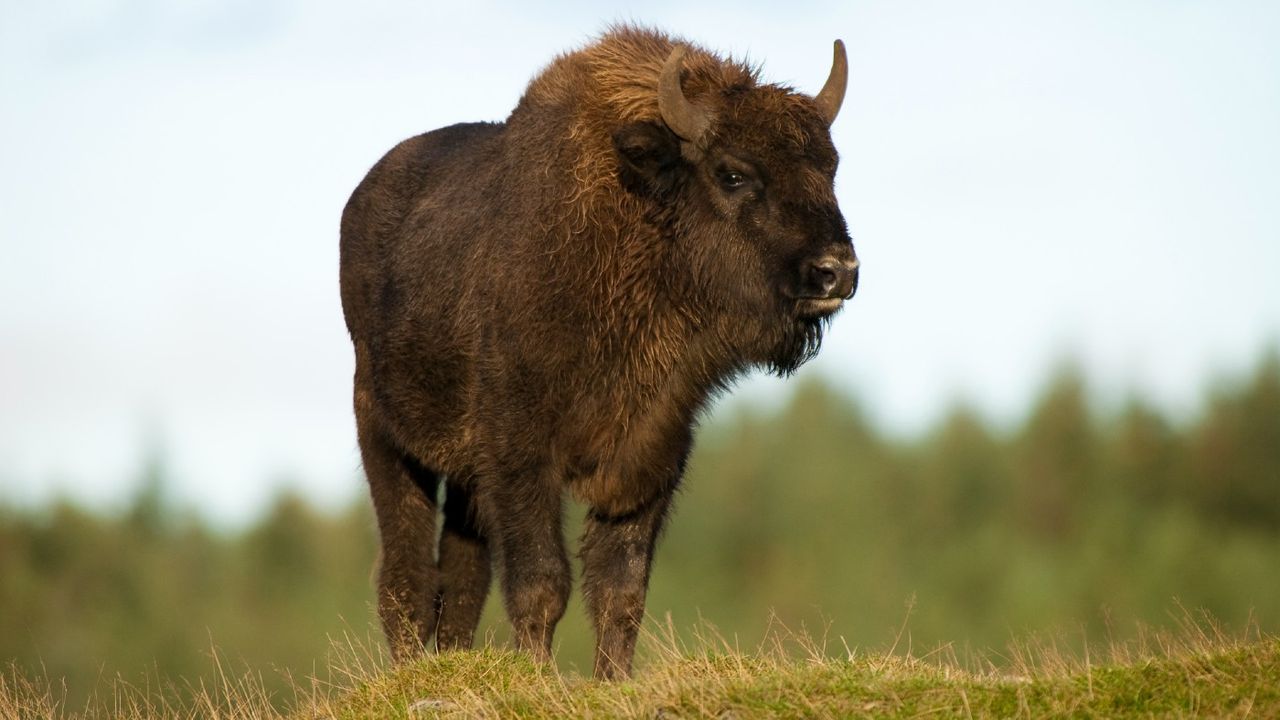 European Bison