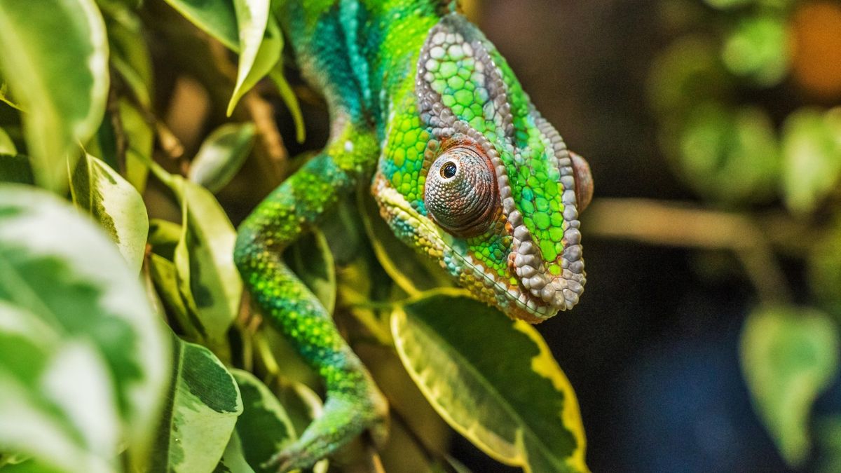 A chameleon among foliage. 