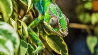 Chameleon among foliage