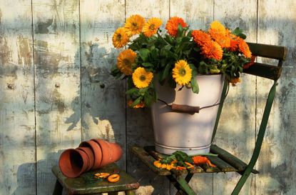 marigolds in a bucket on a chair