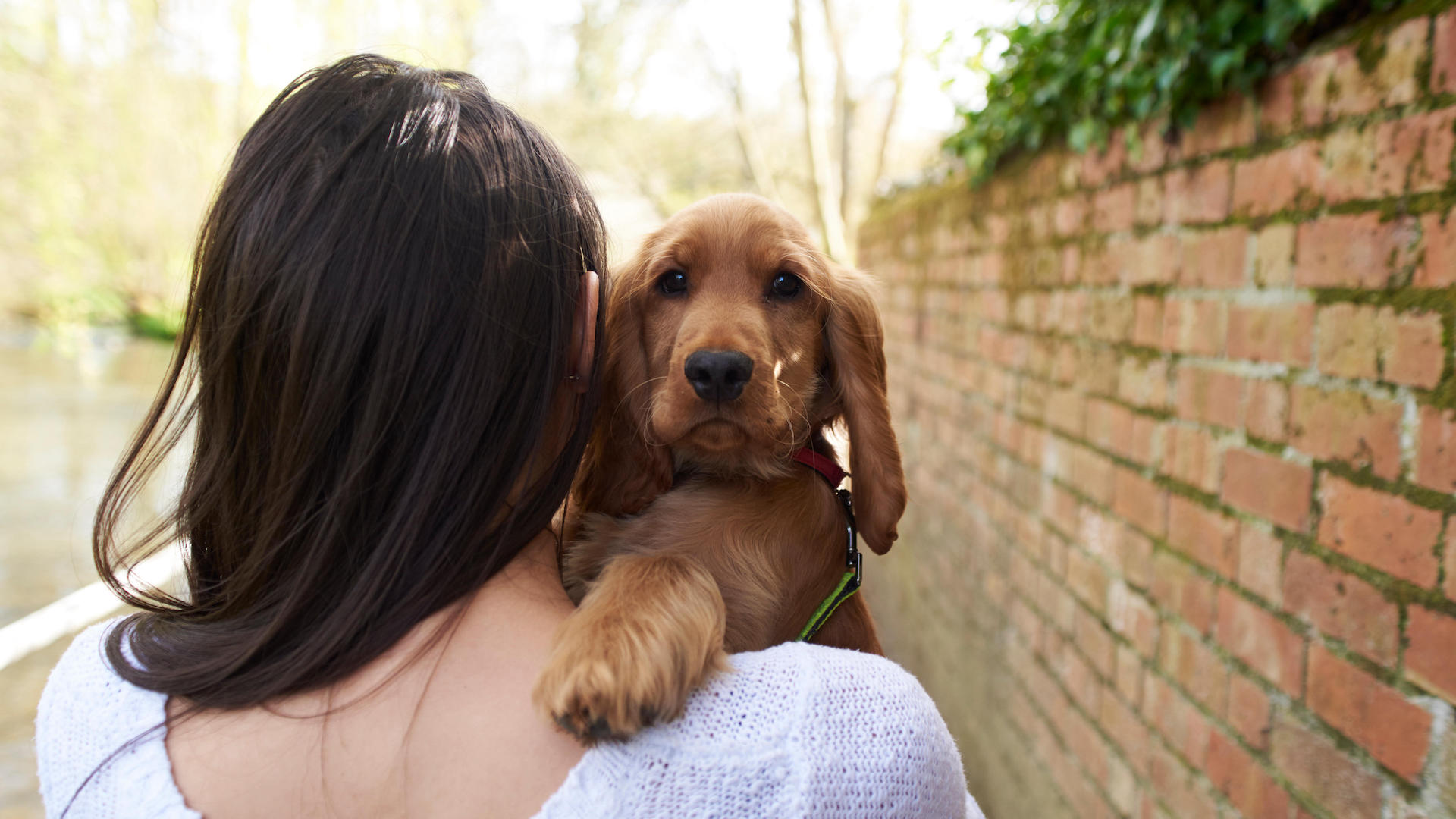Woman carrying cocker spaniel puppy on walk