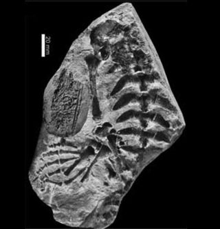 This composite photo shows an isolated mesosaur embryo with an adult mesosaur to show the size relation.