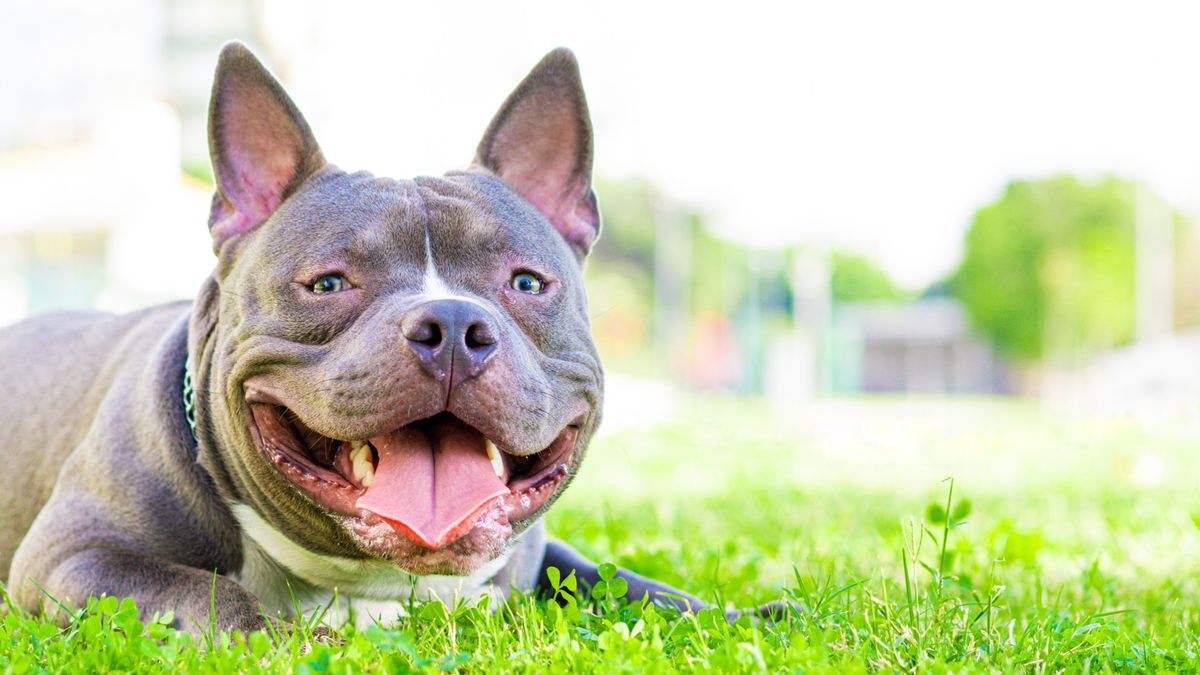 Pit Bull lying on the grass