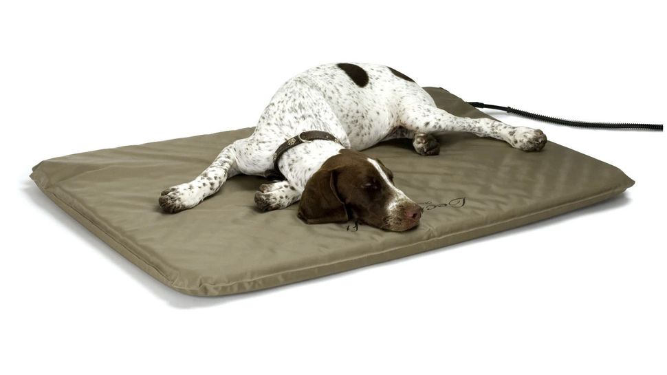 Best heated pet beds Keep your dog or cat warm and cozy PetsRadar