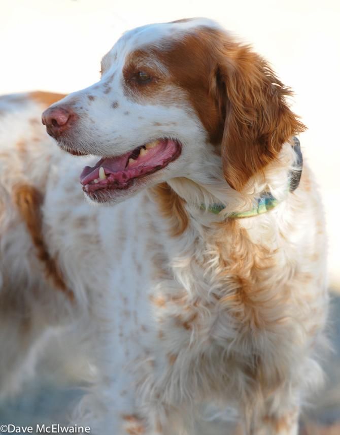 Hank the Brittany Spaniel watching his owner race