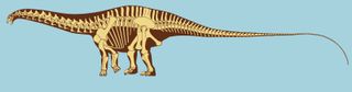 Artwork by Scott Hartman reveals the bone structure of Apatosaurus.