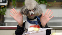   Dogs - Cooking with Dog