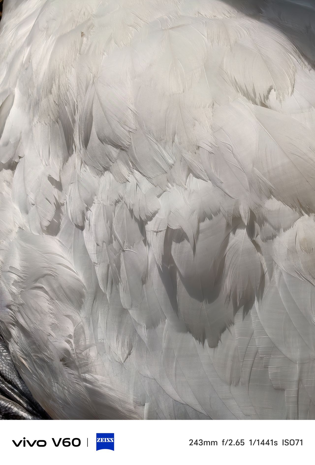 Close-up of swan feathers