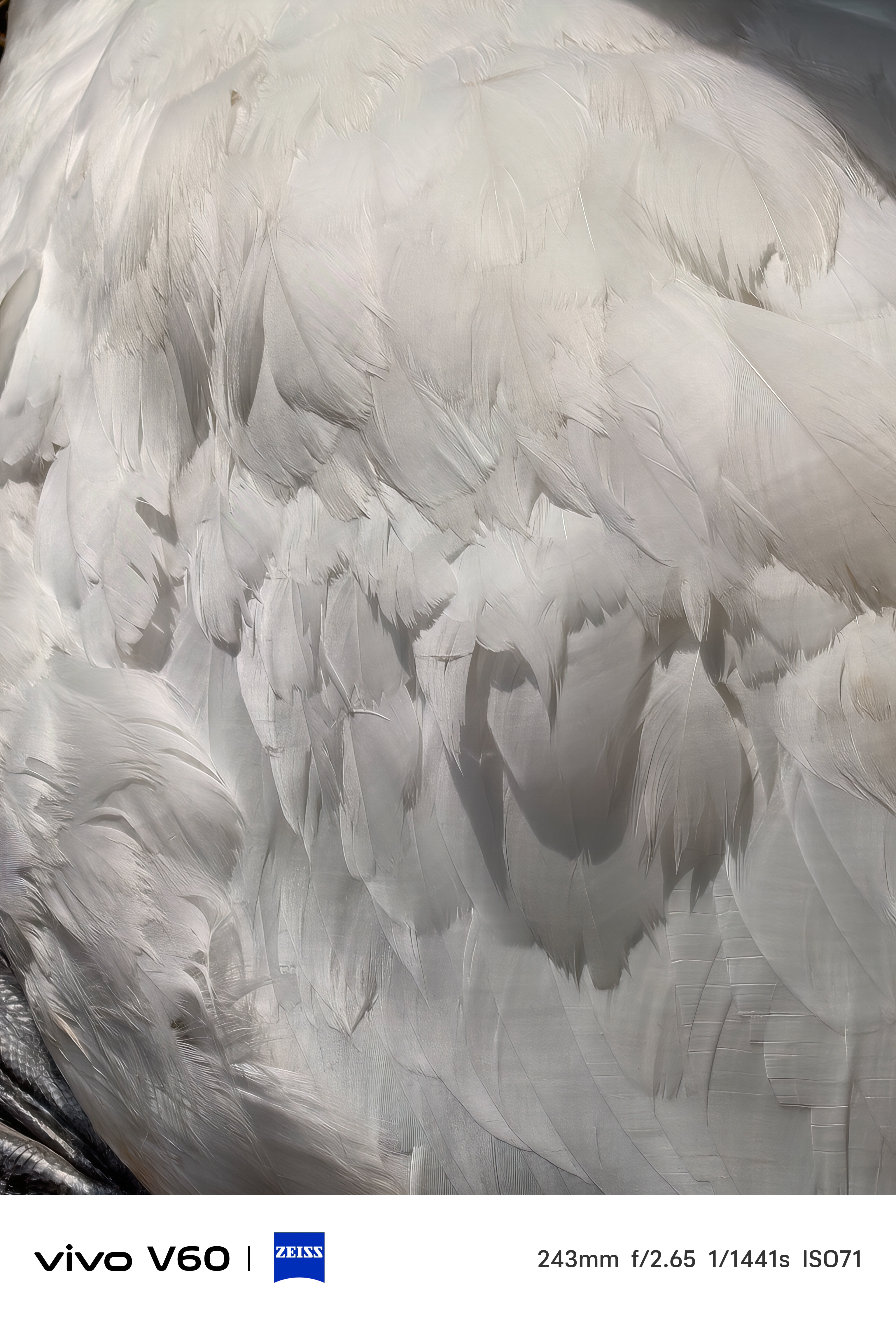 Close-up of swan feathers