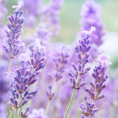 lavender blooms