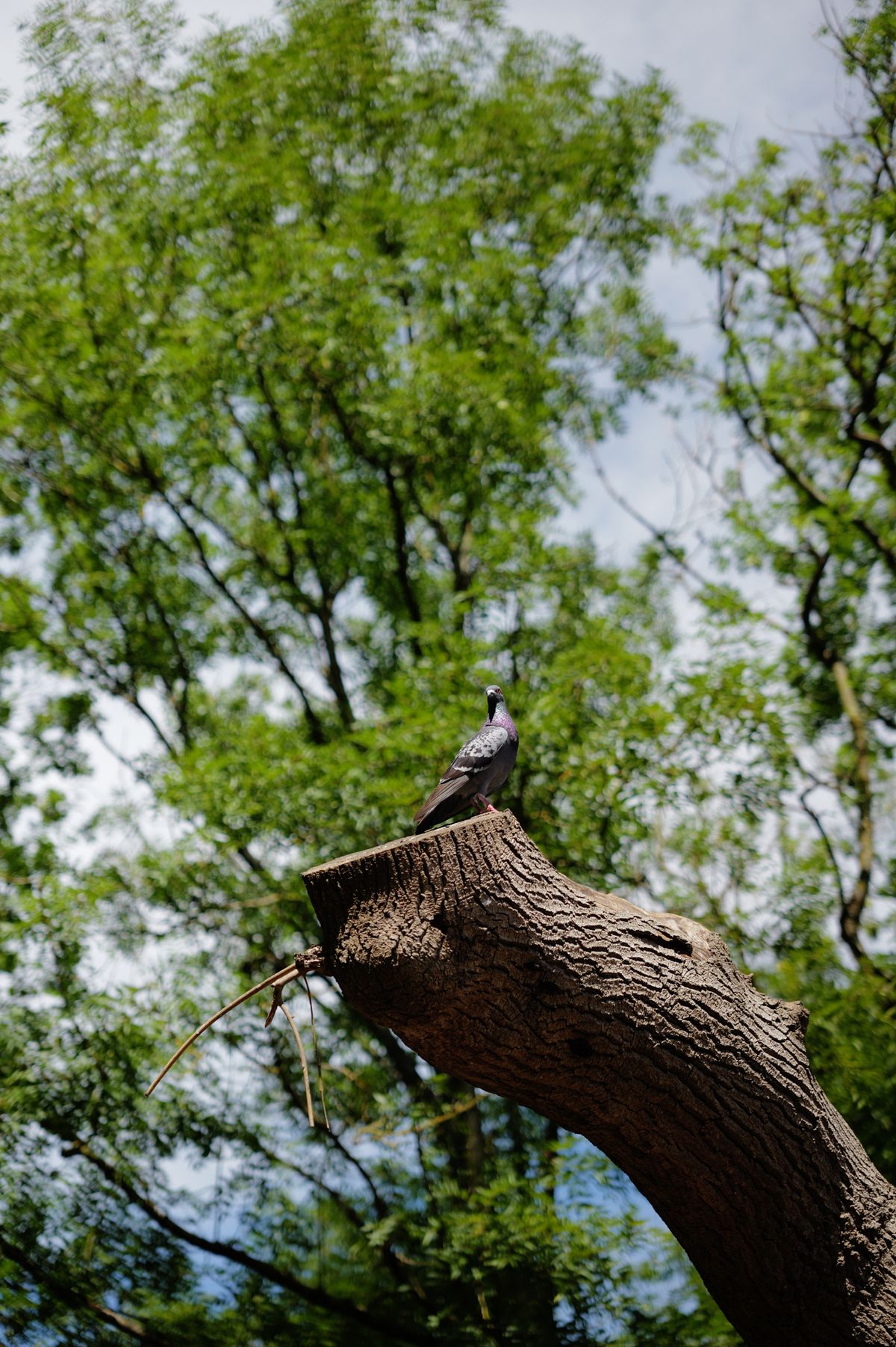 A photo taken on a Leica SL3-P full frame mirrorless camera