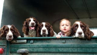 Small boy with 4 springer spaniels