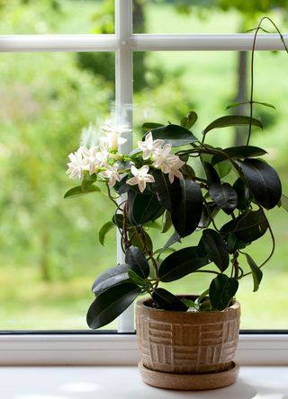 Pot of jasmine sat on windowsill
