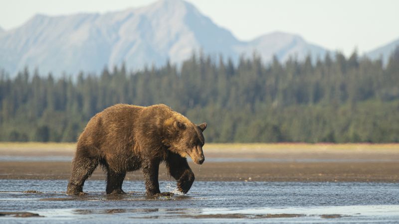 bear in the wild