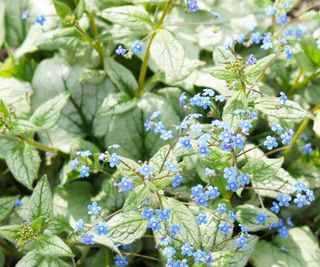 Brunnera 'Jack Frost' with blue flowers and silver foliage