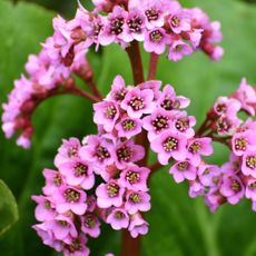 bergenia plant with clusters of pink purple blooms and green leaves