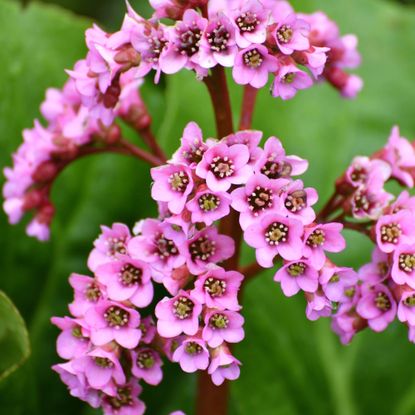 bergenia plant with clusters of pink purple blooms and green leaves