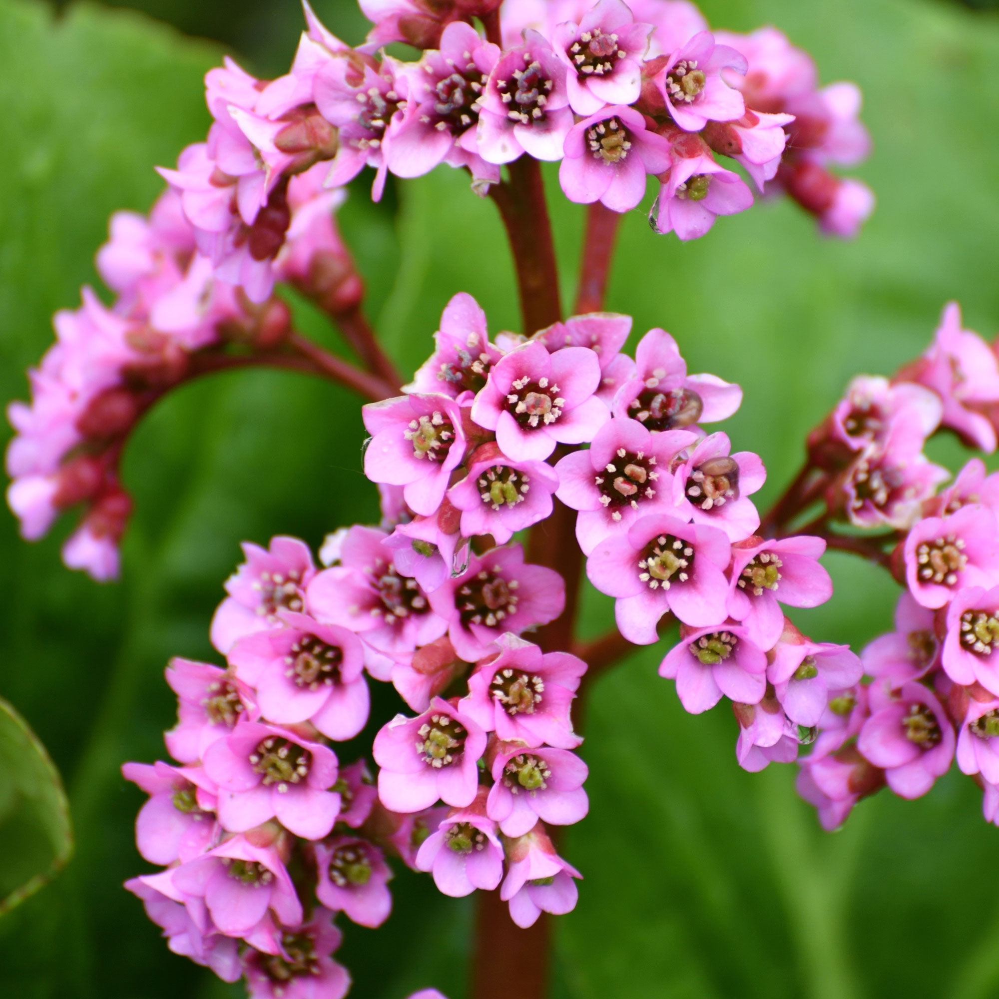 bergenia plant with clusters of pink purple blooms and green leaves