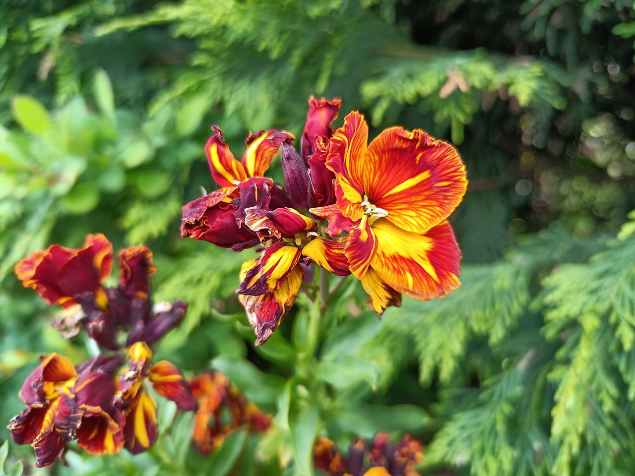 Realme 8 5G camera sample