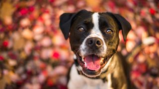 American Bulldog