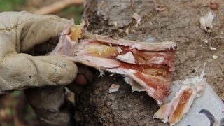 After six weeks of storage, a cracked long bone reveals the marrow inside.