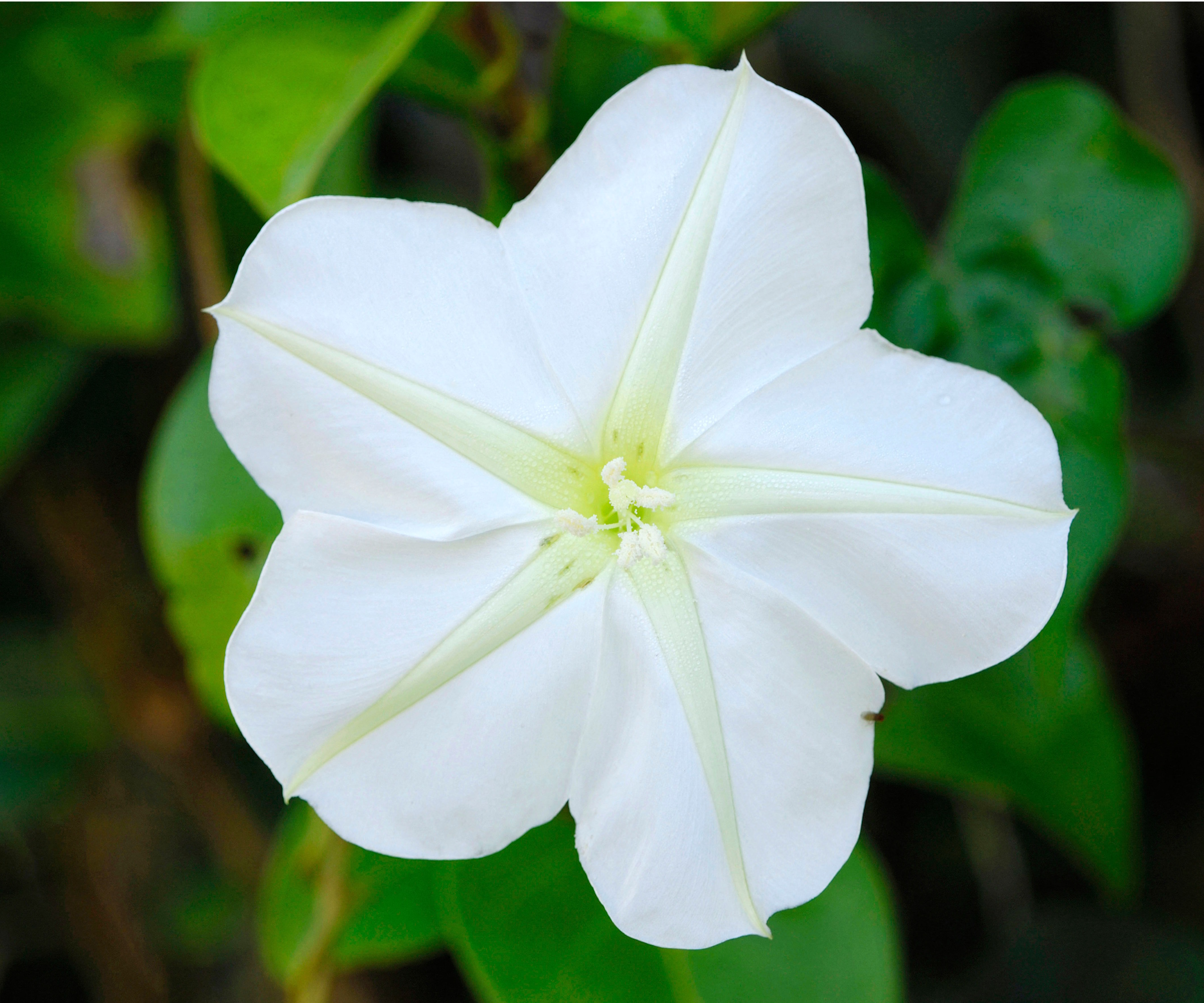 Moonflower