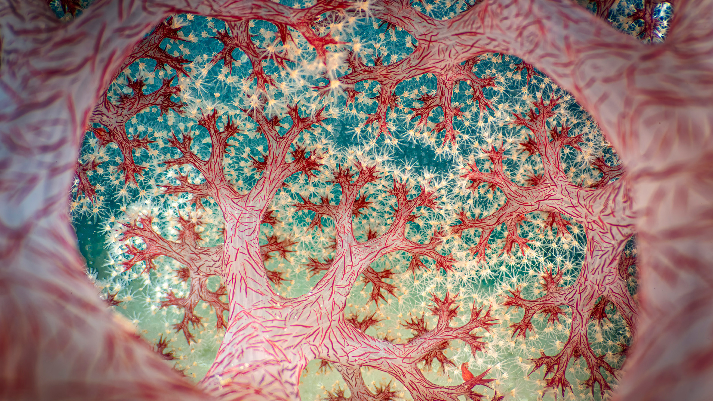 Intricate branches with vibrant red textures and star-like formations, set against a soft blue background, create a captivating view