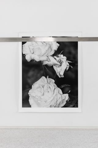 Rose photograph