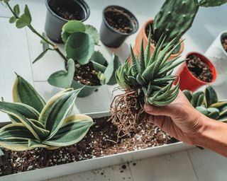 woman planting new succulent hawthoria plant in an indoor planter with other succulents