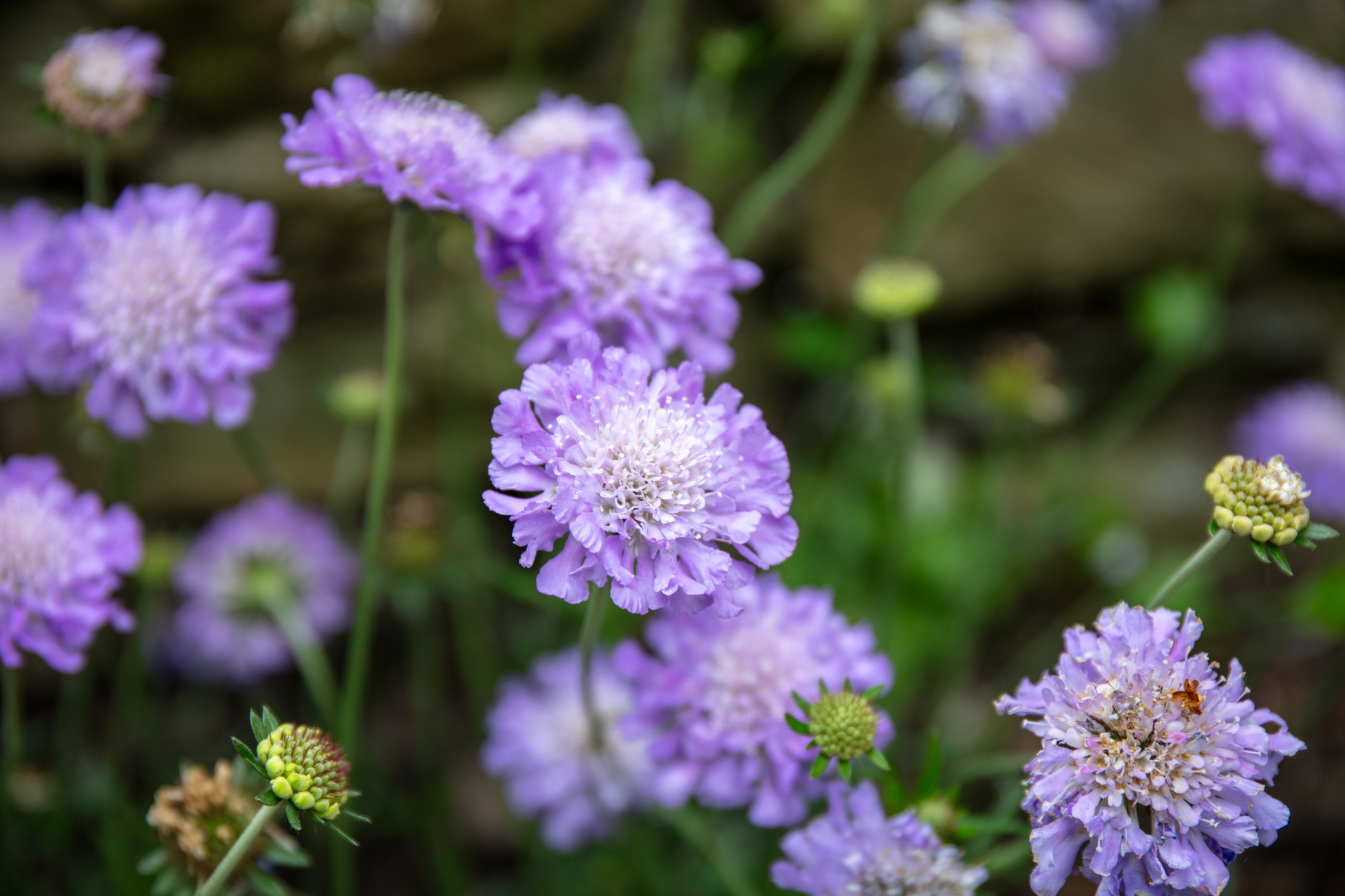 Geranium flowers in a garden