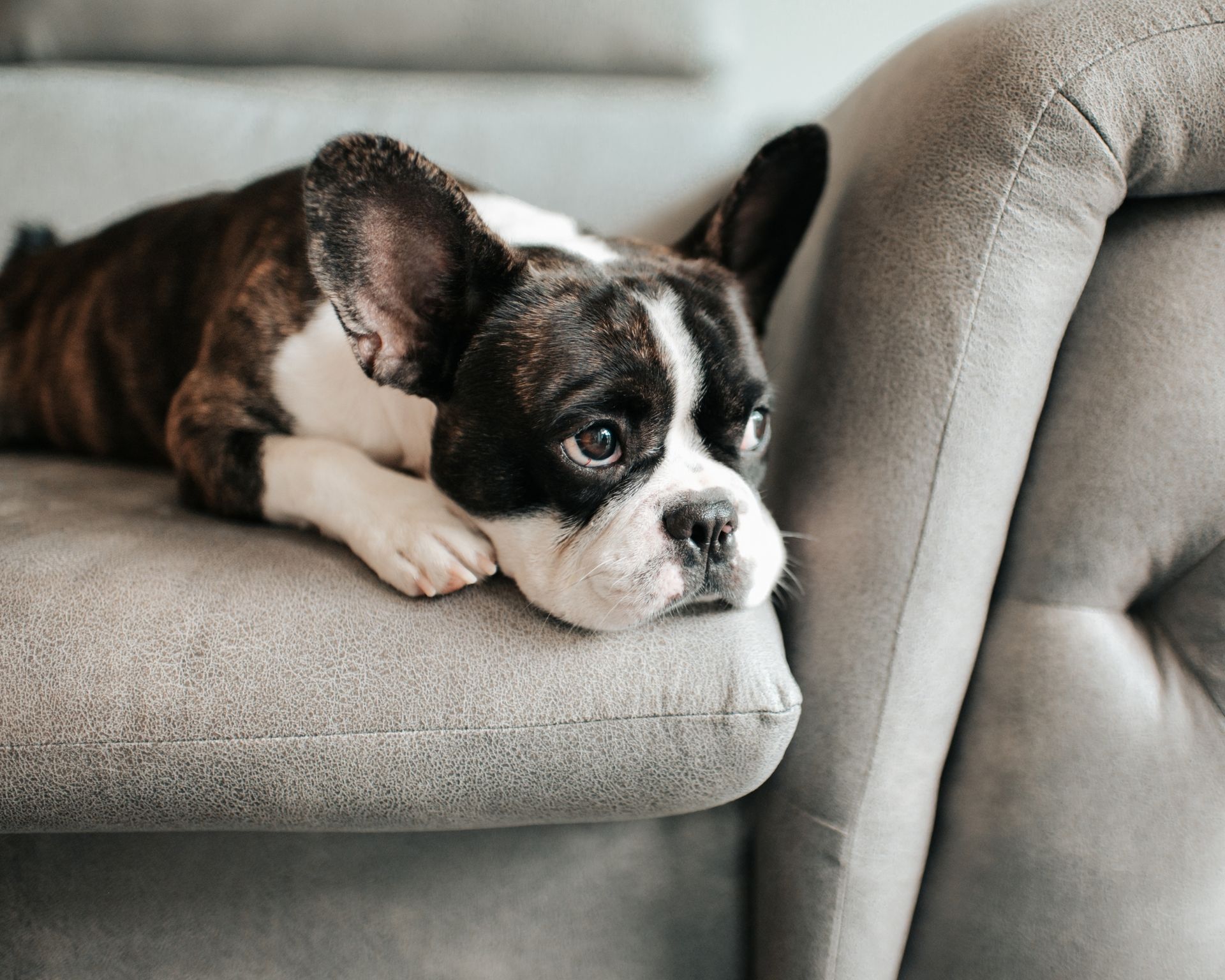 How To Get Pee Smell Out Of The Couch