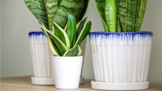 Snake plant potting mix