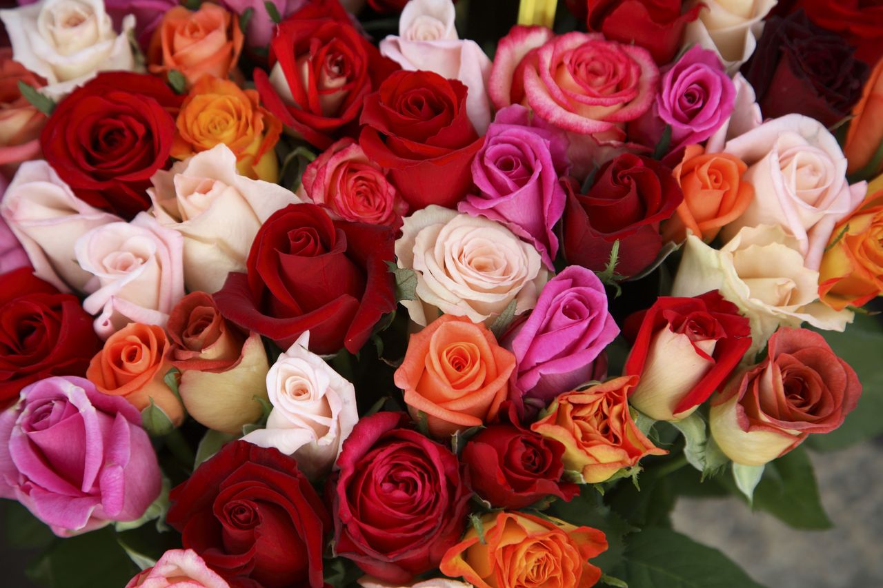 A close up of roses in many different colours including red, pink and orange.