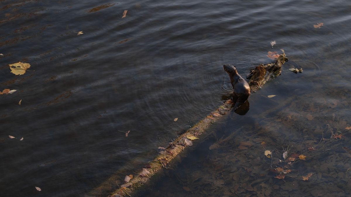 A North American River Otter catching fish in a river