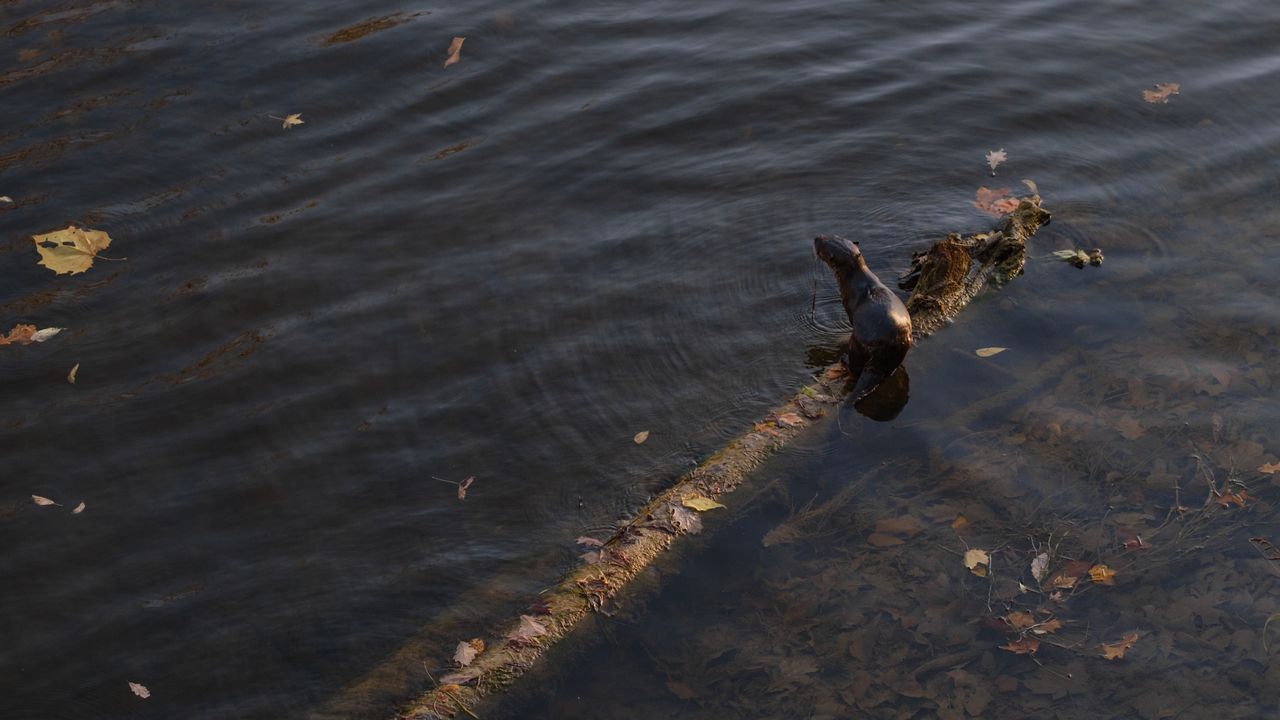 A North American River Otter catching fish in a river