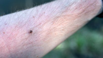 Lone star tick on human arm