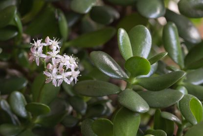 outdoor jade