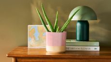 Aloe Vera in a pink glossy planter on a wood side table by a stack of books and a green mushroom desk lamp