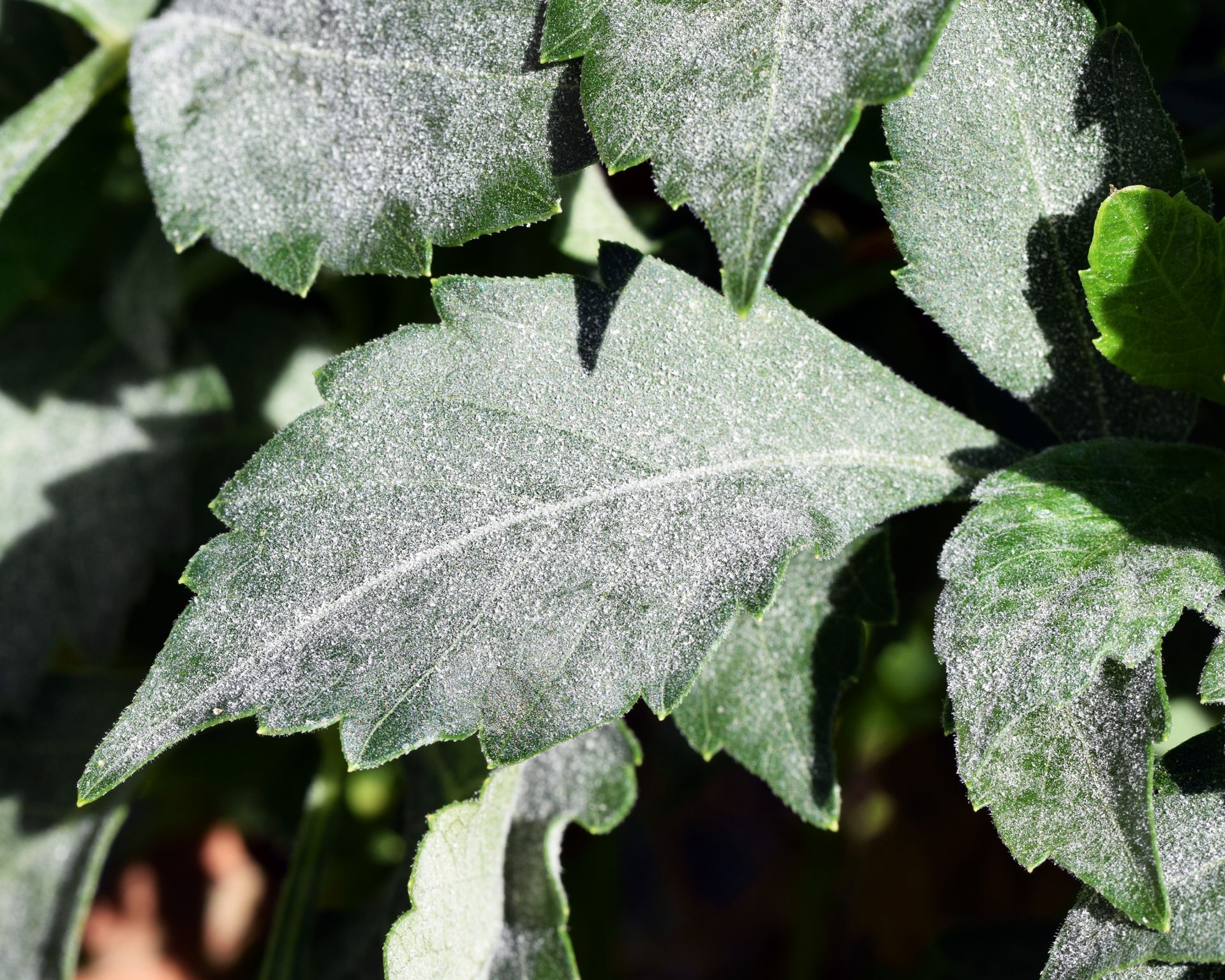 Fungal disease Powdery mildew on dahlia leaves