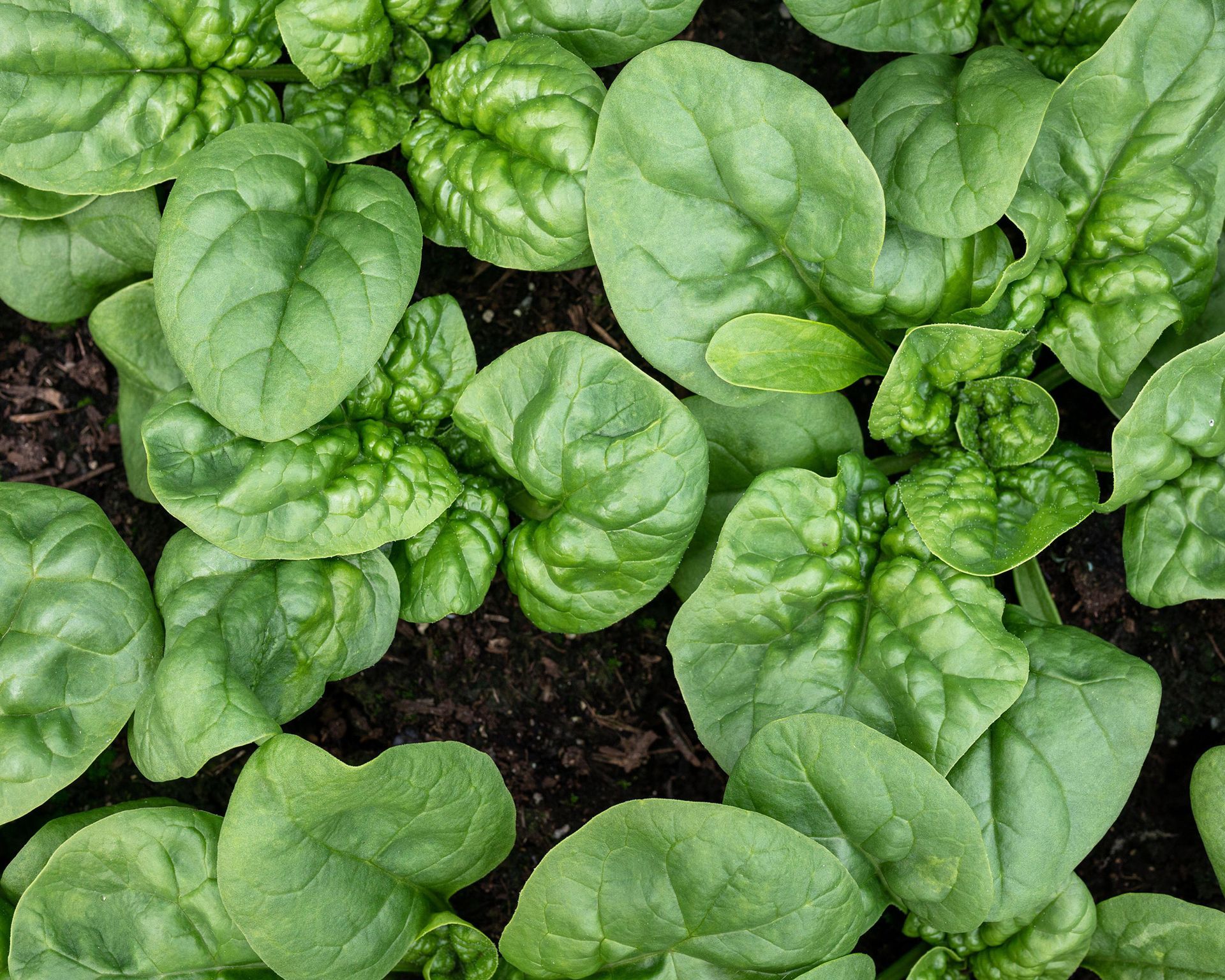 Vegetables to plant in July: 10 crops to sow and grow this month 3 Spinach Bloomsdale Long Standing at harvest