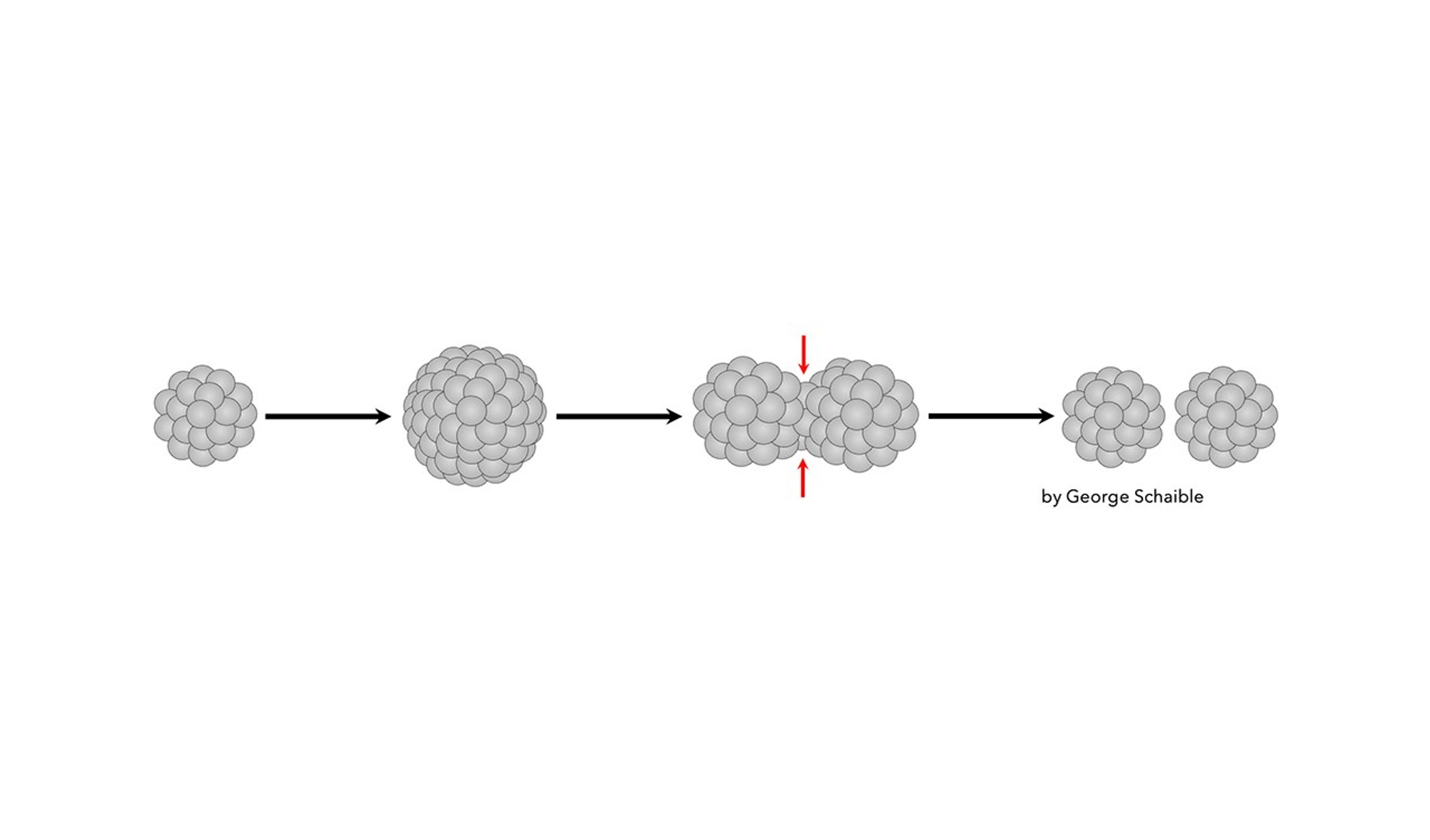 A diagram showing how the bacteria behaves.