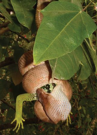 For the first time, the Pacific boa has been documented eating the endangered Fiji banded iguana. 