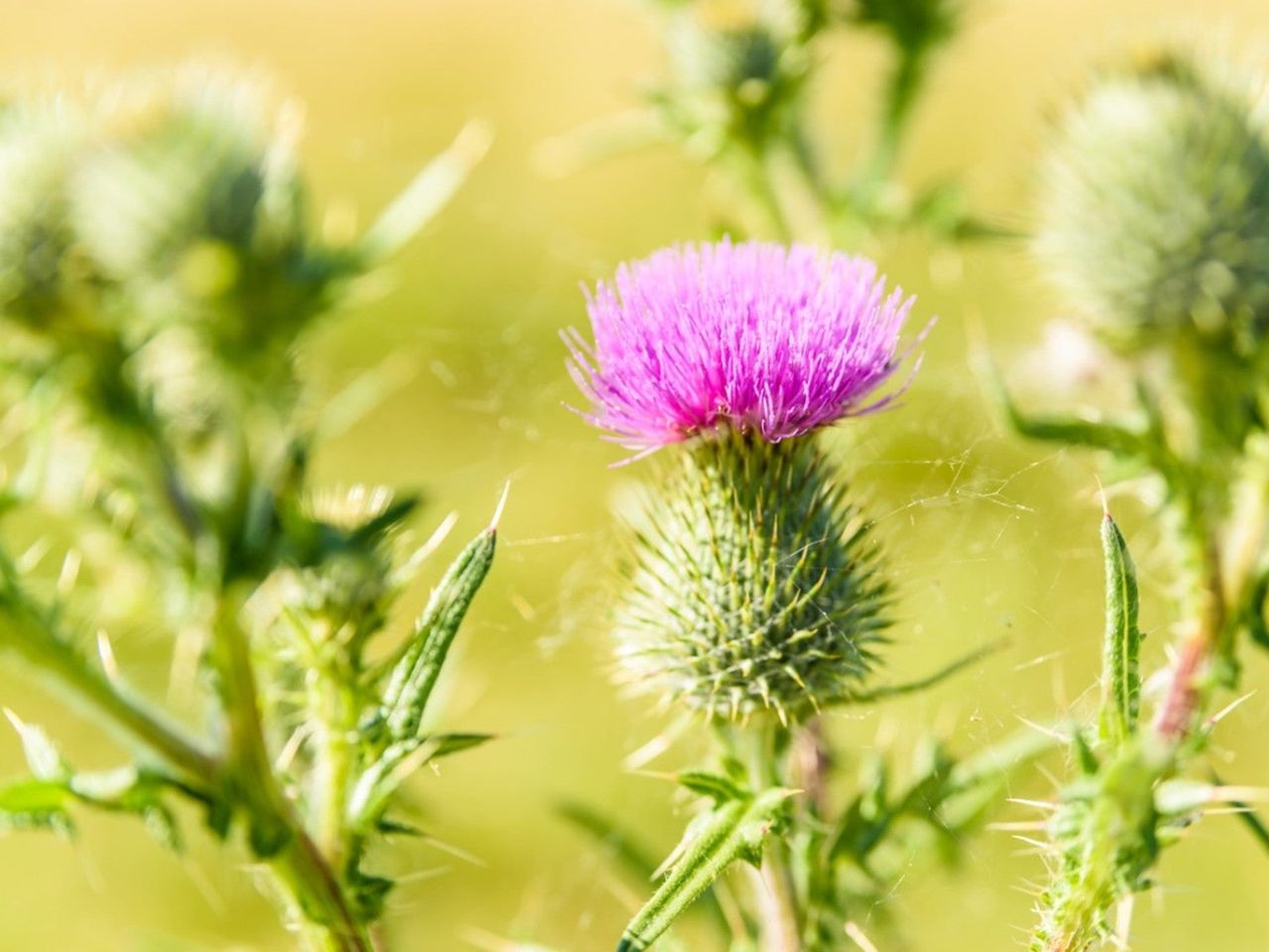 Pink thistle flower